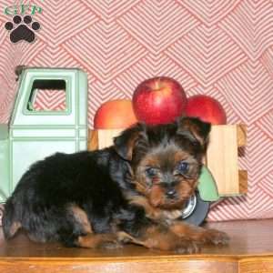 Milo, Yorkie Puppy