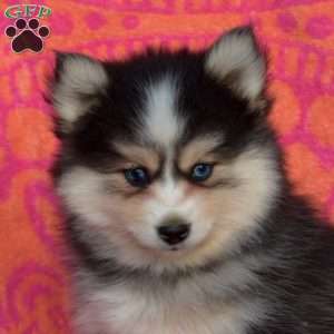 Milo, Pomsky Puppy