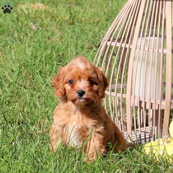 Milton, Cavapoo Puppy