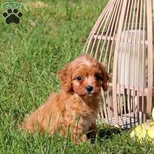 Milton, Cavapoo Puppy