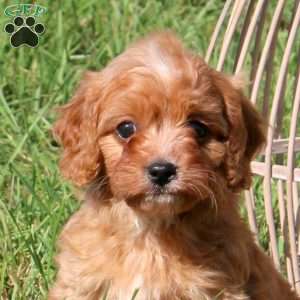 Milton, Cavapoo Puppy