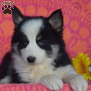 Milton, Pomsky Puppy