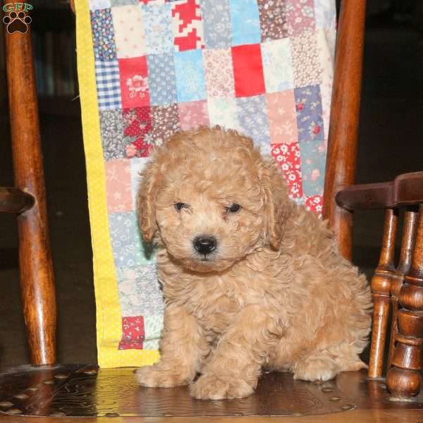 Mim, Cockapoo Puppy