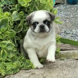 Pug Puppies For Sale - Greenfield Puppies
