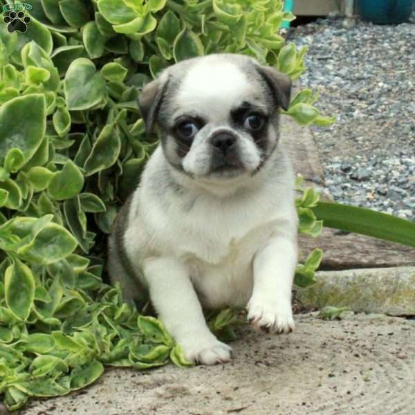 Mimsie, Pug Puppy