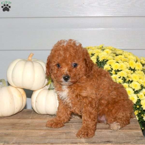 Mindy, Miniature Poodle Puppy