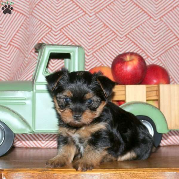 Minnie, Yorkie Puppy