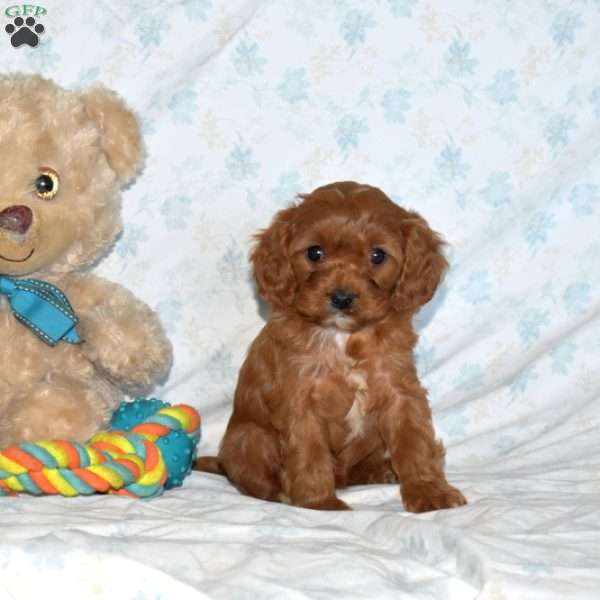 Minnie, Cavapoo Puppy