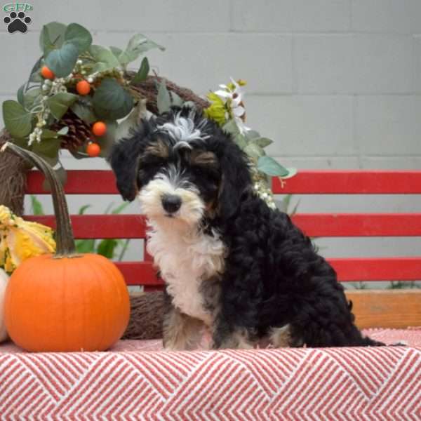 Minnie, Mini Bernedoodle Puppy