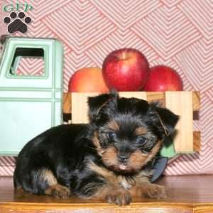 Minnie, Yorkie Puppy