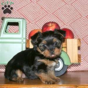 Minnie, Yorkie Puppy