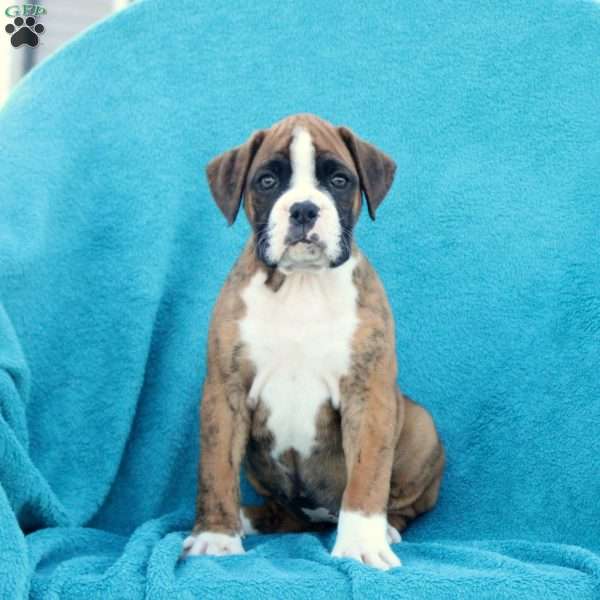 Minnie, Boxer Puppy