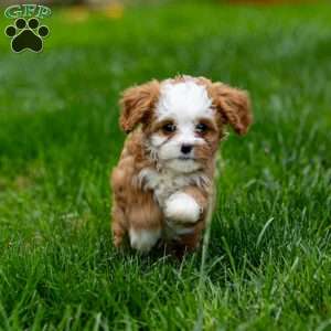 Missy, Cavapoo Puppy