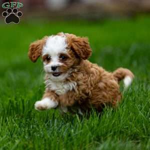 Missy, Cavapoo Puppy