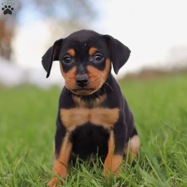 Missy, Miniature Pinscher Puppy