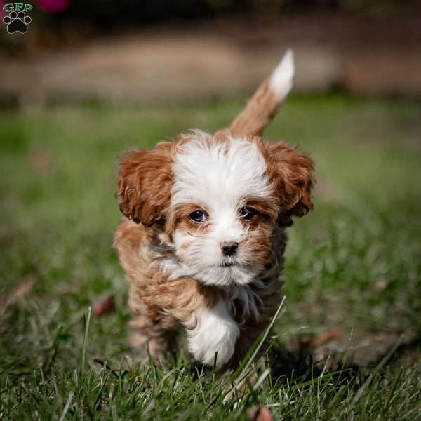 Missy, Cavapoo Puppy