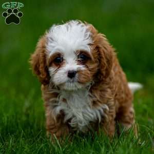 Missy, Cavapoo Puppy