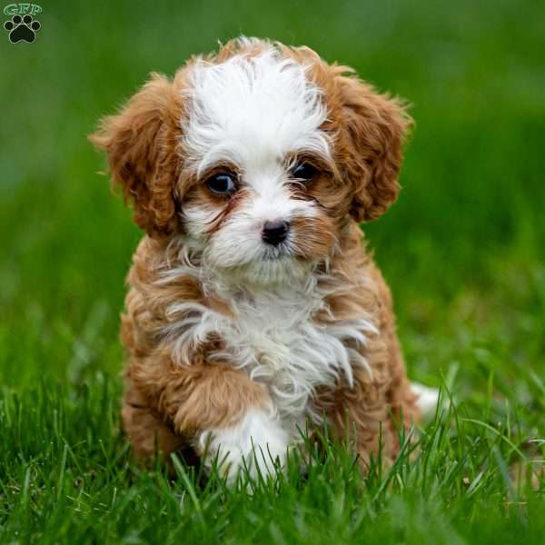 Missy, Cavapoo Puppy