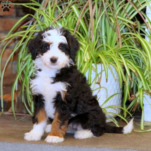 Missy, Mini Bernedoodle Puppy