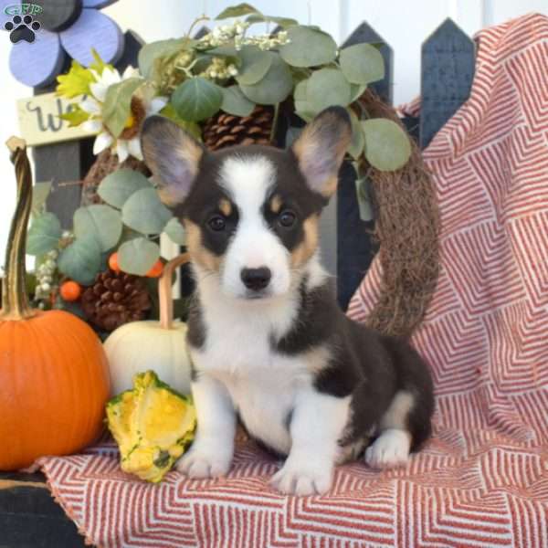 Misty, Pembroke Welsh Corgi Puppy