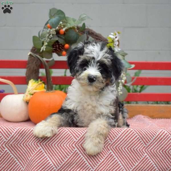 Misty, Mini Bernedoodle Puppy