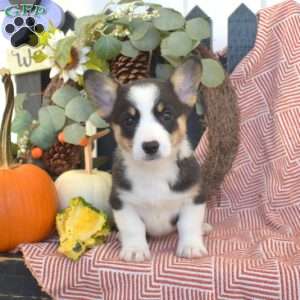 Misty, Pembroke Welsh Corgi Puppy