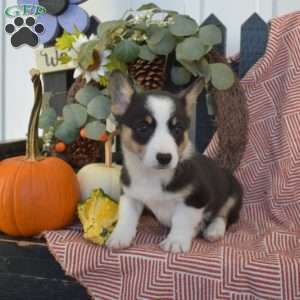 Misty, Pembroke Welsh Corgi Puppy