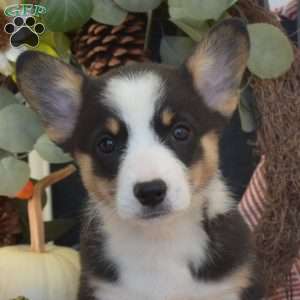 Misty, Pembroke Welsh Corgi Puppy