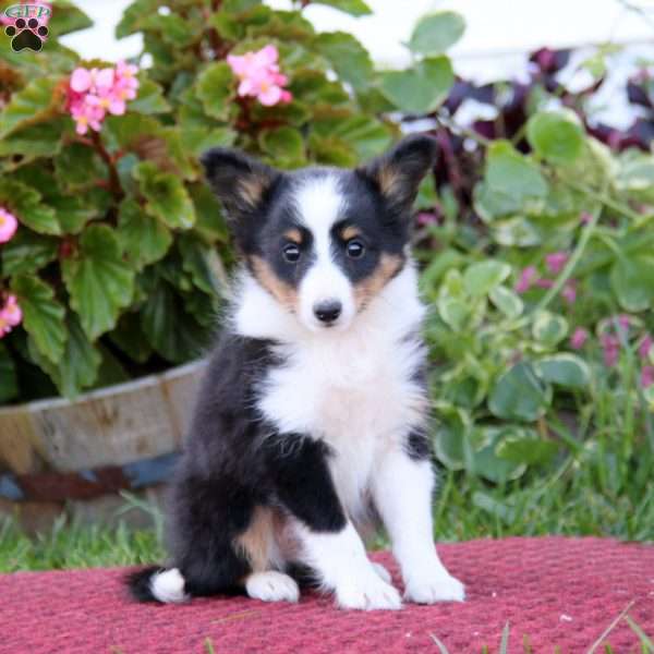 Mitch, Sheltie Puppy