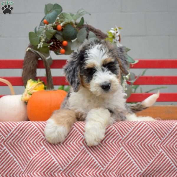 Mittens, Mini Bernedoodle Puppy