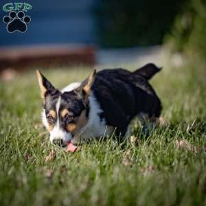 Mitz, Pembroke Welsh Corgi Puppy