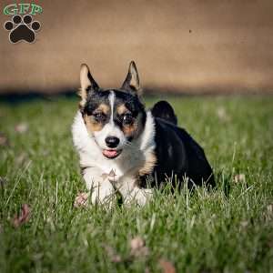 Mitz, Pembroke Welsh Corgi Puppy