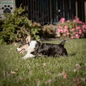 Mitz, Pembroke Welsh Corgi Puppy