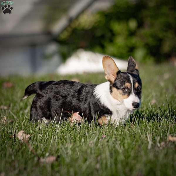 Mitz, Pembroke Welsh Corgi Puppy