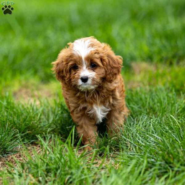 Mitzi, Cavapoo Puppy