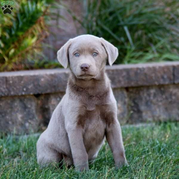 Mitzy, Silver Labrador Retriever Puppy