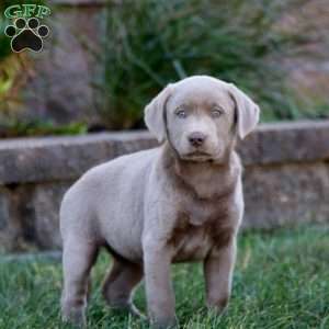 Mitzy, Silver Labrador Retriever Puppy