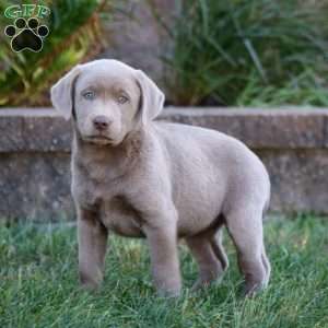 Mitzy, Silver Labrador Retriever Puppy