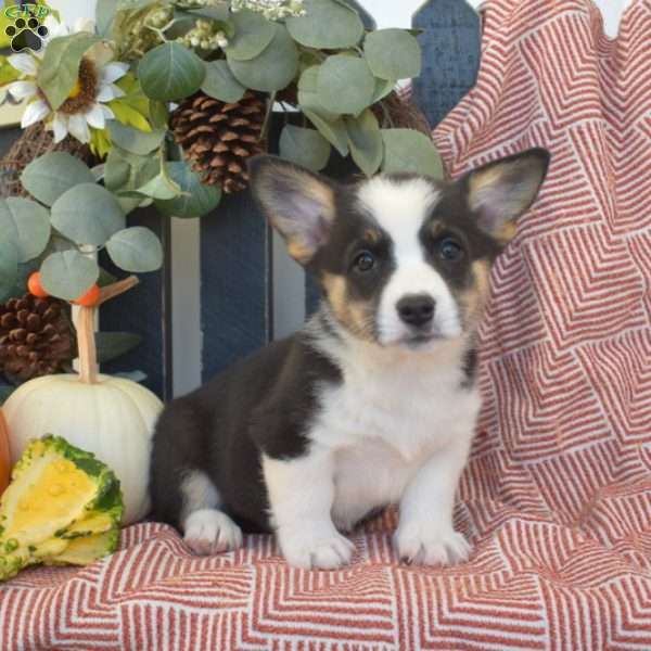 Mocha, Pembroke Welsh Corgi Puppy