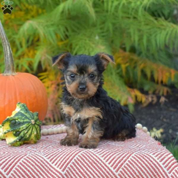 Mocha, Yorkie Puppy