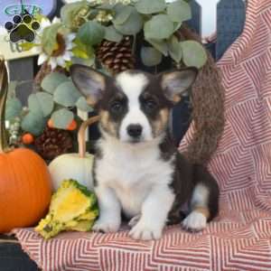 Mocha, Pembroke Welsh Corgi Puppy