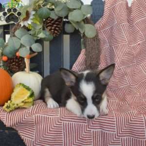 Mocha, Pembroke Welsh Corgi Puppy