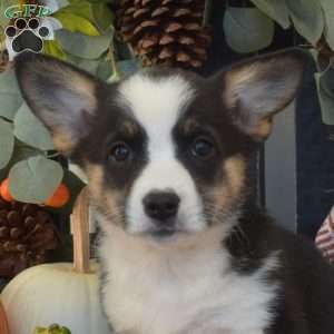 Mocha, Pembroke Welsh Corgi Puppy