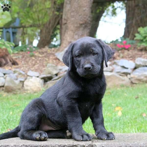 Mojo, Black Labrador Retriever Puppy