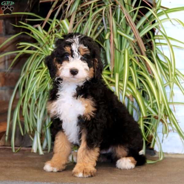 Mojo, Mini Bernedoodle Puppy