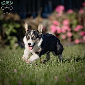 Molly, Pembroke Welsh Corgi Puppy