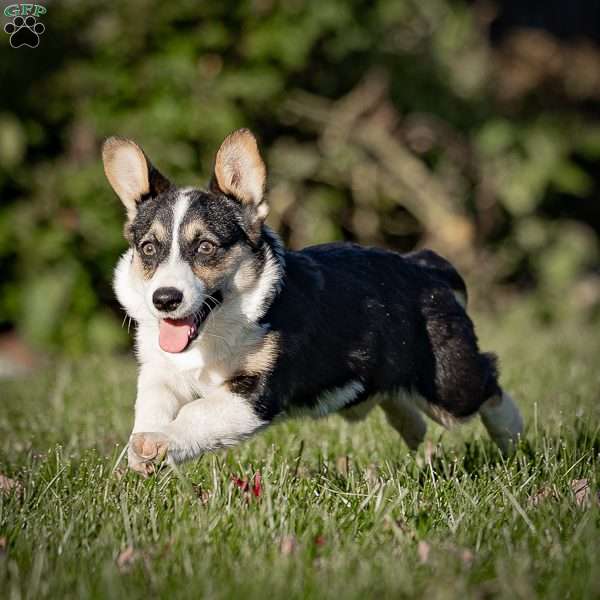 Molly, Pembroke Welsh Corgi Puppy