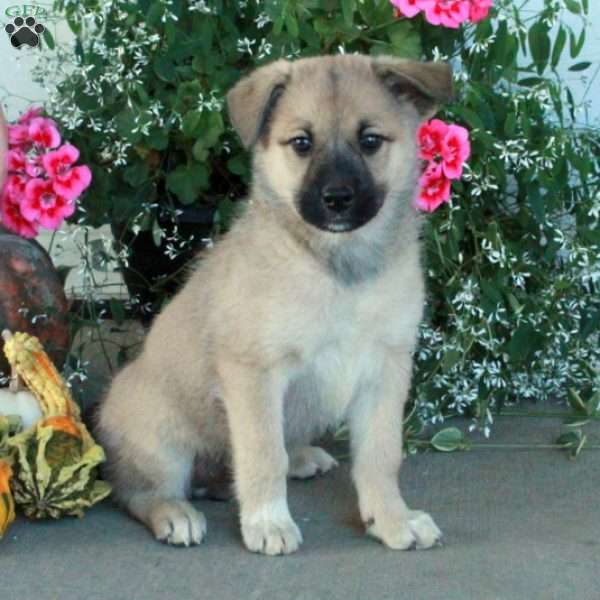 Molly, Belgian Malinois Mix Puppy