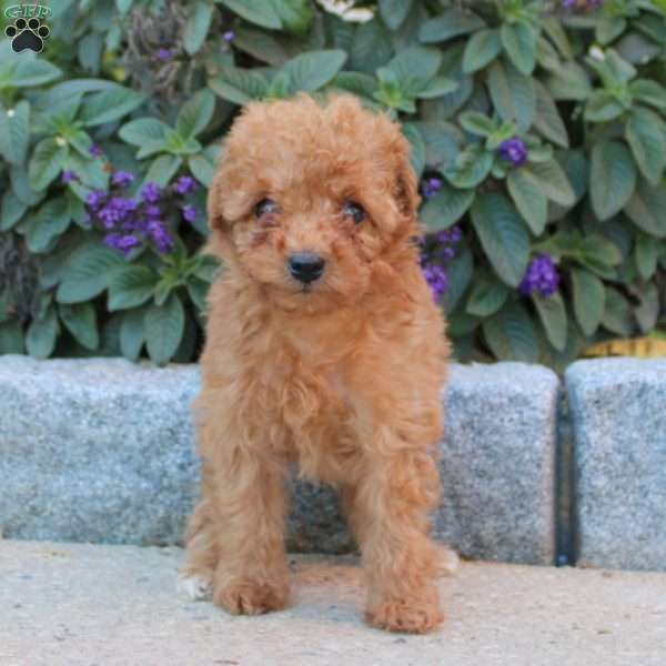 Molly, Miniature Poodle Puppy