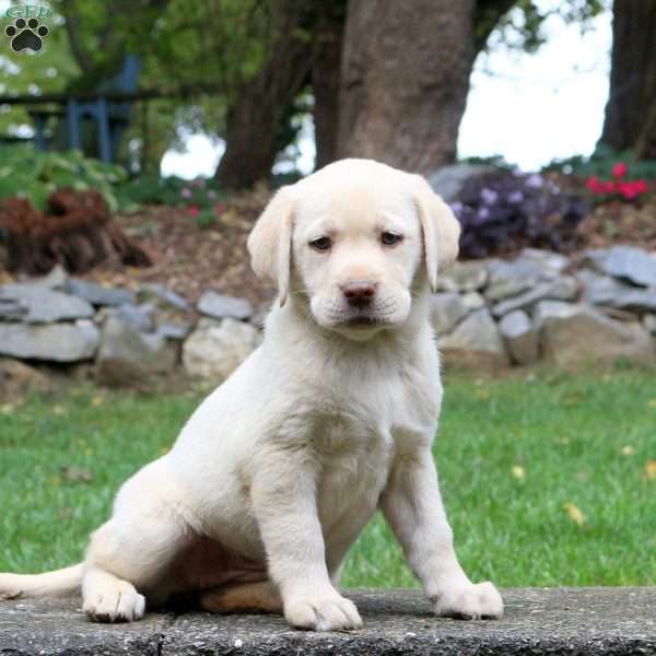 Molly, Yellow Labrador Retriever Puppy